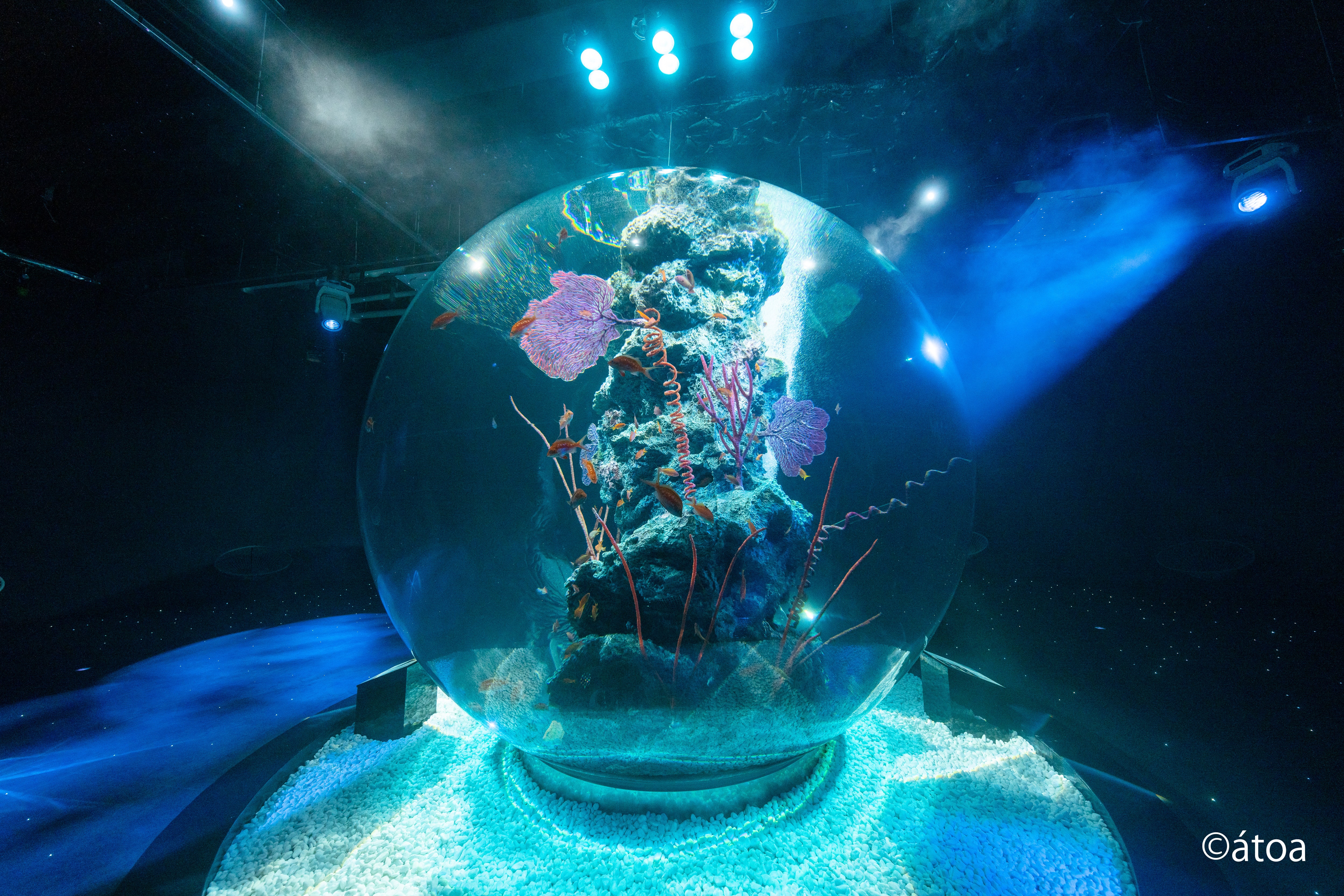 AQUARIUM×ART atoa